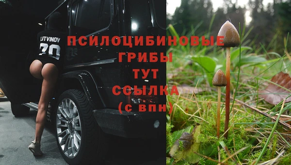 сатива Абинск